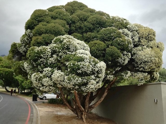 Ovo drvo izgleda kao divovska brokula.
