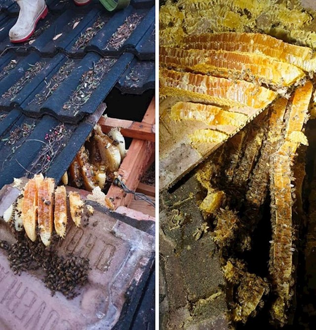 "Moj rođak je slučajno u potkrovlju našao preko 15 kg meda."
