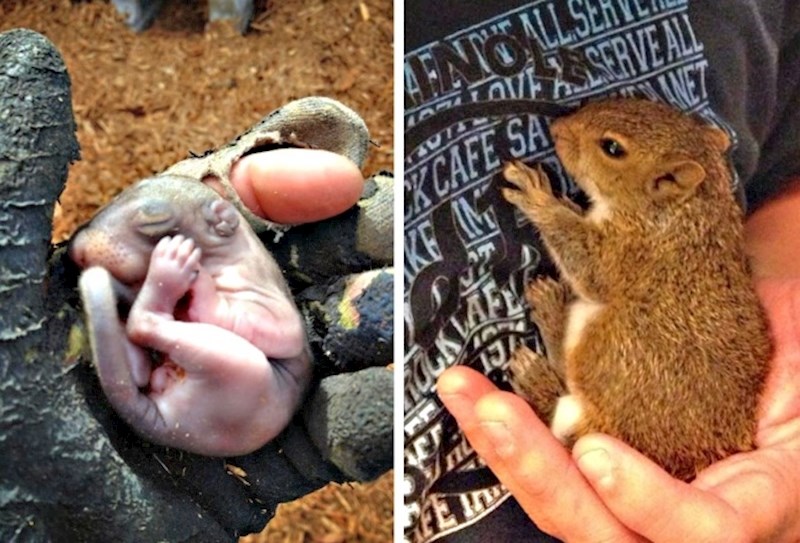 "U dvorištu sam našao vrećicu. Kad sam je otvorio, našao sam ovog mališana. Zadržao sam ga kao kućnog ljubimca."