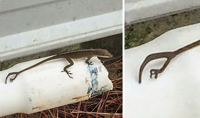 15 zanimljivih prizora za ljude koji misle da ih ništa više ne može iznenaditi