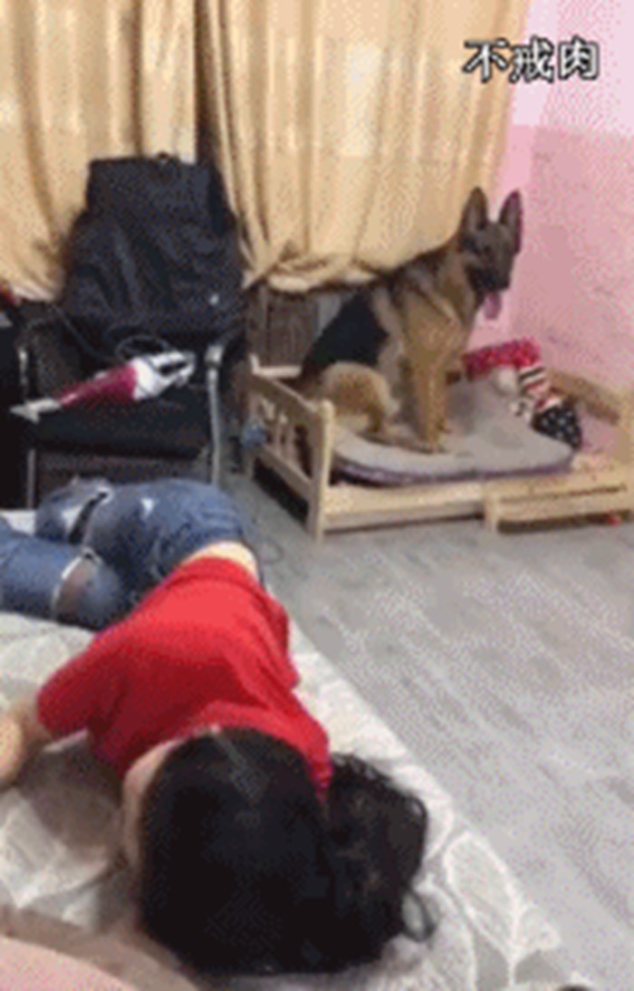 Žena je odglumila da u snu pada s kauča, brza reakcija psa ju je oduševila