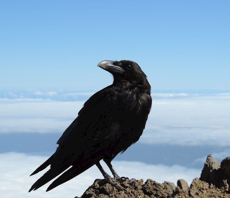 Gavrani mogu pamtiti lica, čak se možete i sprijateljiti s njima.