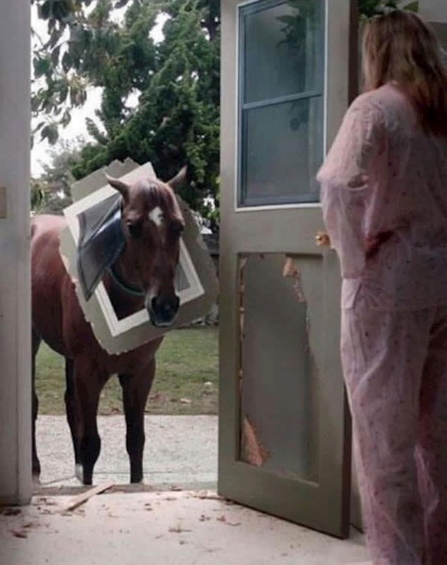 Pred kućom joj se pojavio neki konji koji je pogriješio adresu i uništio vrata...