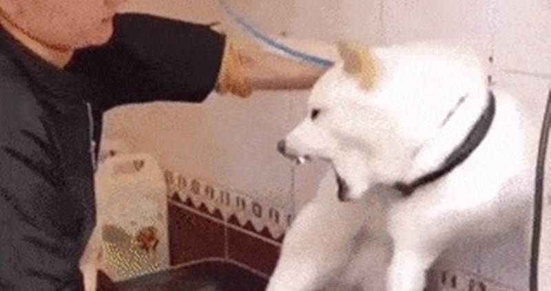 Pogledajte kako je istraumatizirani pas reagirao kad je shvatio da nisu svi ljudi zli