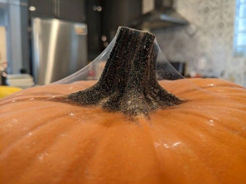 "Bundeva zbog paučine izgleda kao da je omotana u plastici."