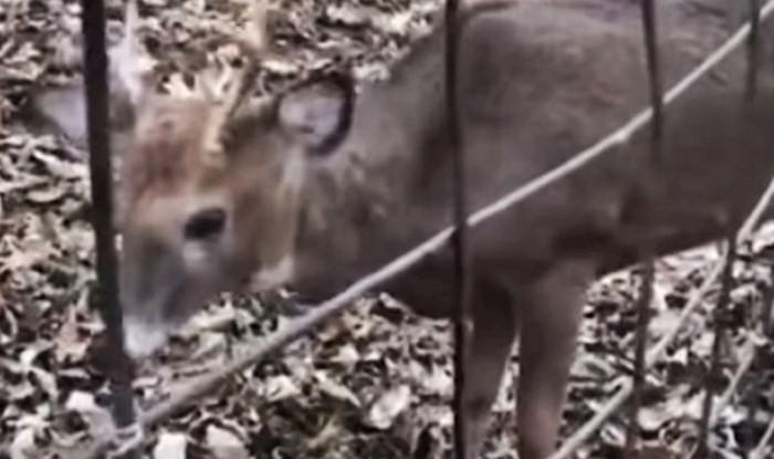 VIDEO Lovci su pomogli malom jelenu u nevolji, a onda ih je začudila njegova reakcija
