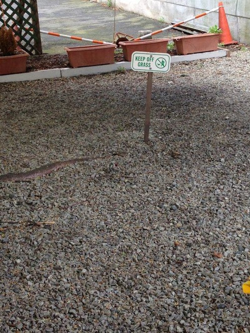 Ovdje je zabranjeno hodati po travi. Ok, nema problema.