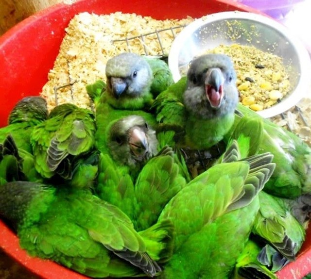 Ove papige izgledaju kao listići zelene salate.