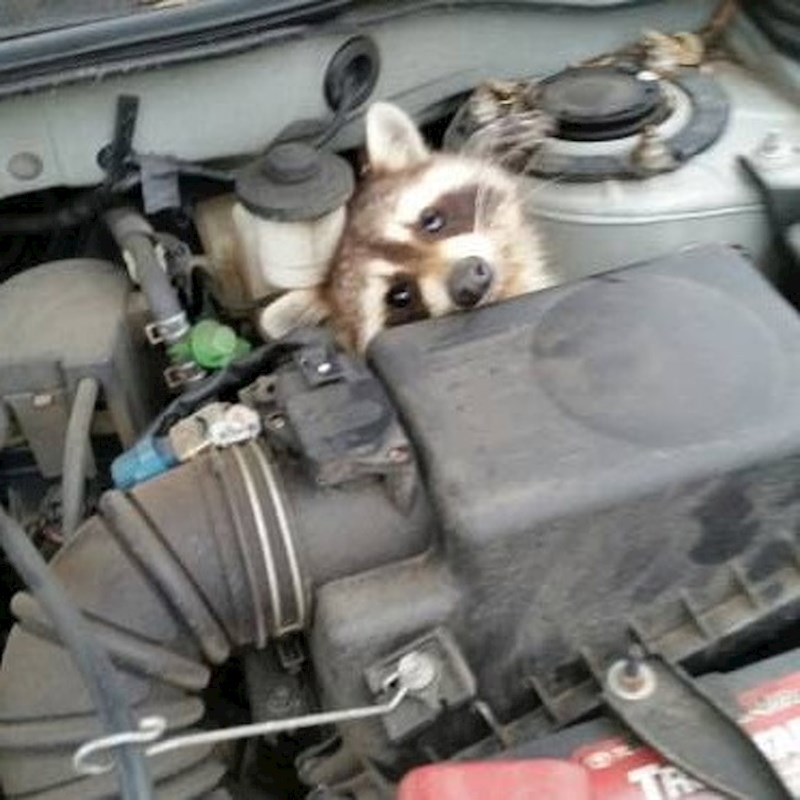 "Vidio sam rakuna kako prelazi cestu pa sam usporio. Nakon toga ga nisam više vidio. Evo gdje je završio."