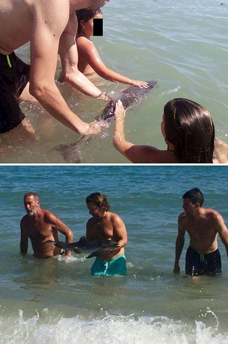 Ova beba dupina ubijena je radi fotografije. Kada je mali dupin zalutao na plažu u južnoj Španjolskoj, turisti su ga počeli gnjaviti kako bi se slikali s njim. Iako je 15 minuta kasnije stigla služba za spašavanje životinja, dupin je uginuo od stresa.