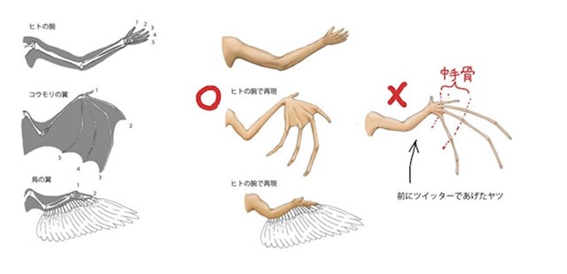 Ljudske ruke i krila