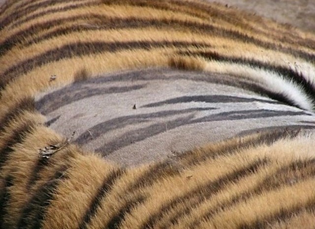 Ovako izgleda koža tigra.