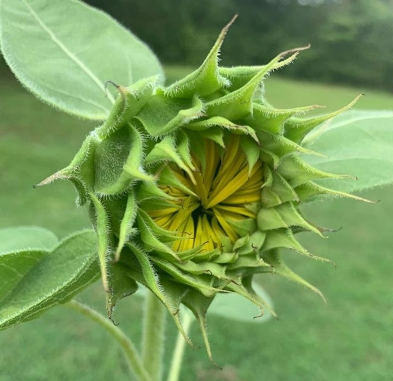 Suncokret prije nego što potpuno procvate izgleda kao vanzemaljska biljka mesožder iz crtića.