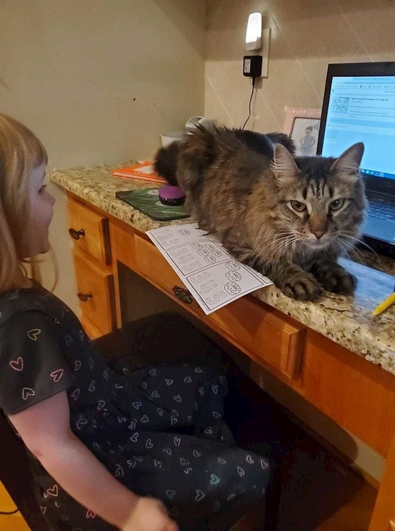 Vjerojatno nikad nije mislila da će se na nastavi moći družiti s mačkom.