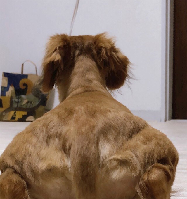 Ovo je originalna fotografija mišićavog psa: