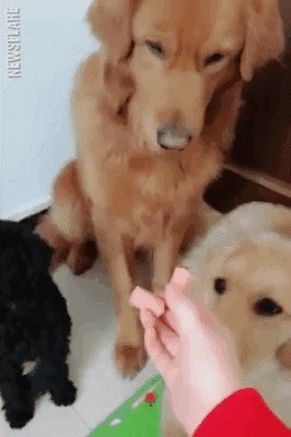 Vlasnica je psu nudila hranu, no on je učinio nešto što ju je zadivilo