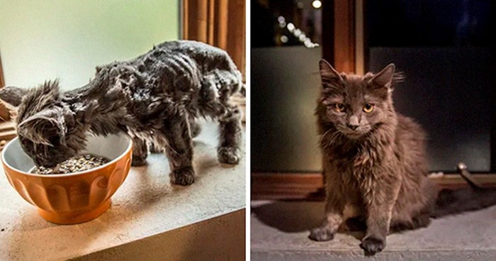 Pokazali su fotografije mačka prije i nakon udomljavanja, rezultat dira u srce