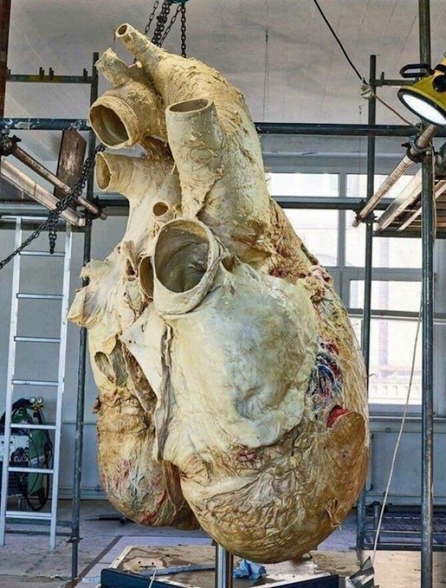 Jeste li ikad vidjeli srce ogromnog plavog kita? Teško je više od 200 kg.