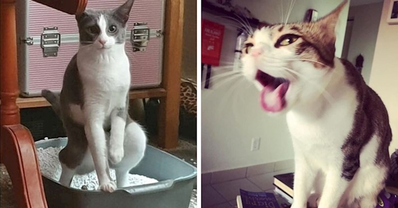 Ljudi dijele najgore slike svojih mačaka, rezultat izgleda presmiješno