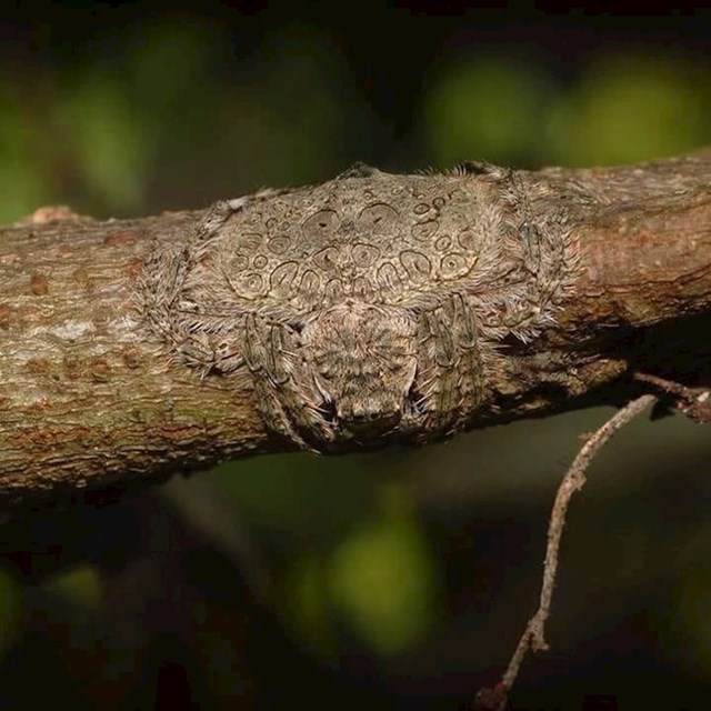 ovaj pauk se lijepi za grane kako bi pomoću svoje odlične kamuflaže postao praktički nevidljiv.
