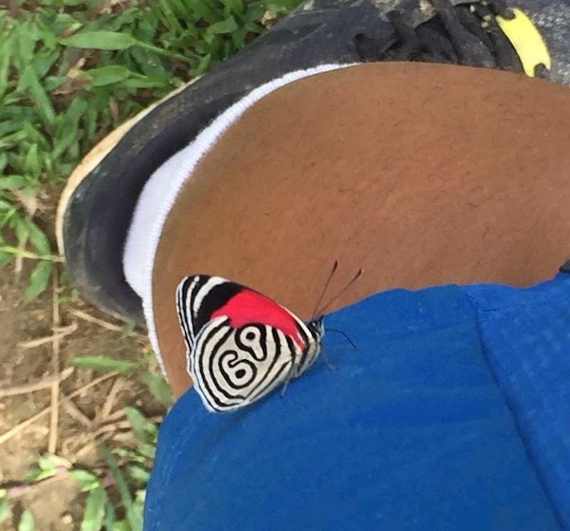 Hmm... 69? Objasni, leptire.