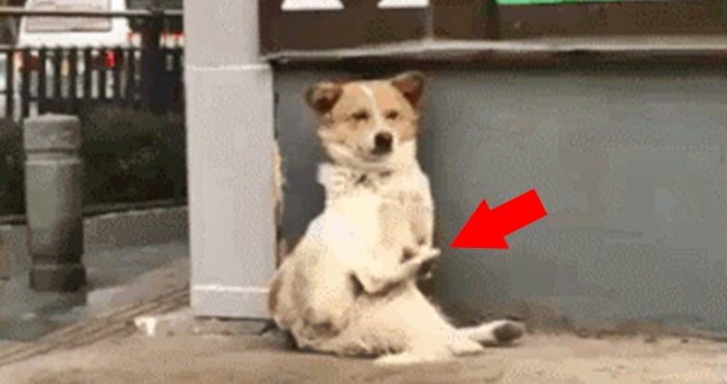 Prolaznik se počeo smijati kad je vidio što ovaj pas radi