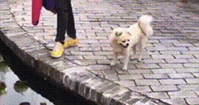 Žena je htjela vidjeti je li pas dovoljno hrabar, no on je dokazao da je pametan