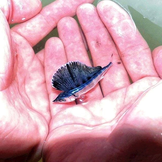 Ovako izgleda bebe atlantskog plavog sabljana.