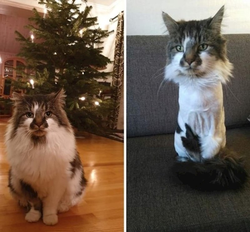 Nova frizura ga je razočarala.