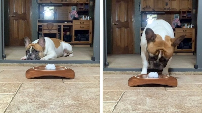 VIDEO Žena je htjela provjeriti hoće li psi pojesti "zabrenjenu poslasticu" kad izađe iz sobe