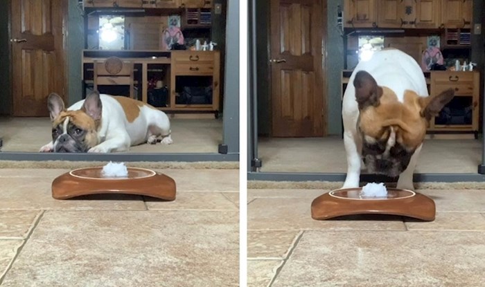 VIDEO Žena je htjela provjeriti hoće li psi pojesti "zabrenjenu poslasticu" kad izađe iz sobe