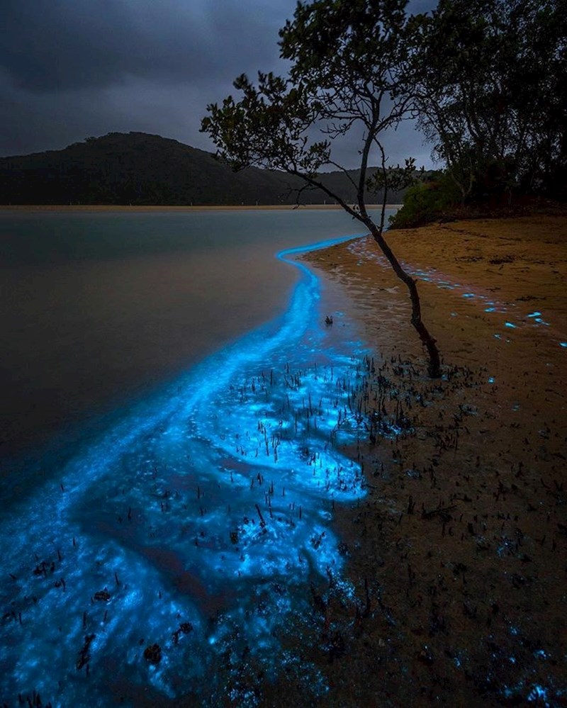 Za ovu prekrasnu svijetleću plažu je zaslužna kombinacija kiše i posebnih algi.