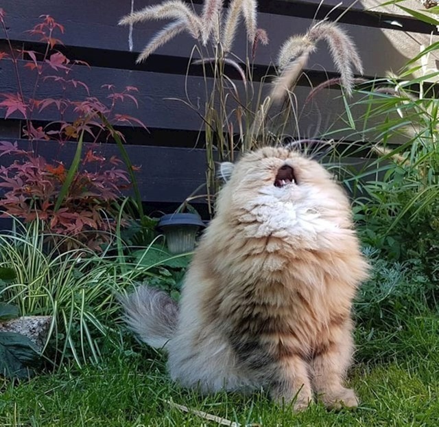 "slušaj me, pjevam!"