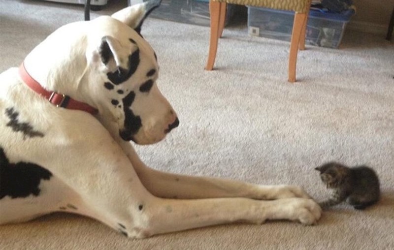 Prijateljstvo ne poznaje veličinu.