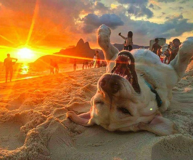 Ako pitate ovog psa, raj na Zemlji zaista postoji.