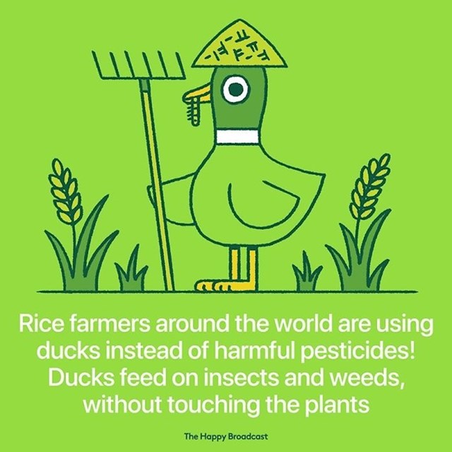 Farmeri u poljima riže diljem svijeta koriste patke umjesto pesticida! Patke se hrane insektima bez da diraju biljke riže.