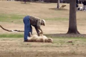 Tvrdoglavi pas je uporno odbijao ići kući, pogledajte urnebesne scene snimljene u parku