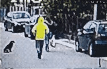 Ulični lopov ugledao je svoju sljedeću žrtvu, no nije ni pomislio da će mu ovaj mališan uništiti planove