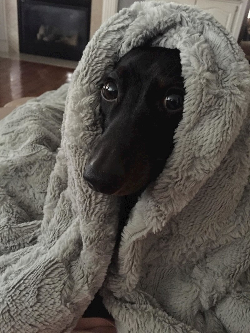 Ono kad vas i pas zamoli da umjesto njega idete u šetnju...