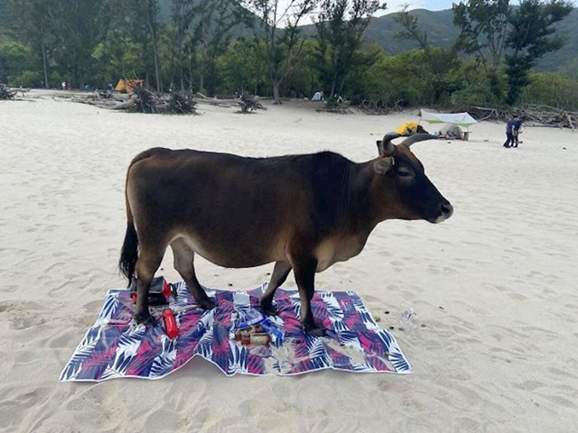 ostavili su ručnik na plaži. to nije bila dobra odluka.