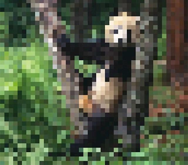 Velika panda, prostalo: 1864 (procjena)