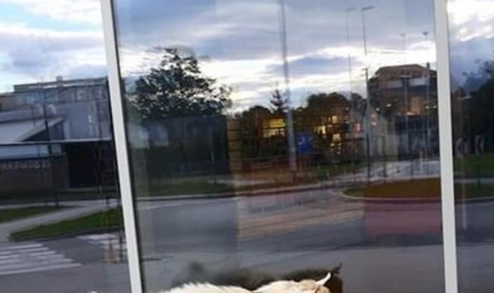 Žena je objavila sliku "izgubljenog ljubimca" i nasmijala ostale članove Facebook grupe