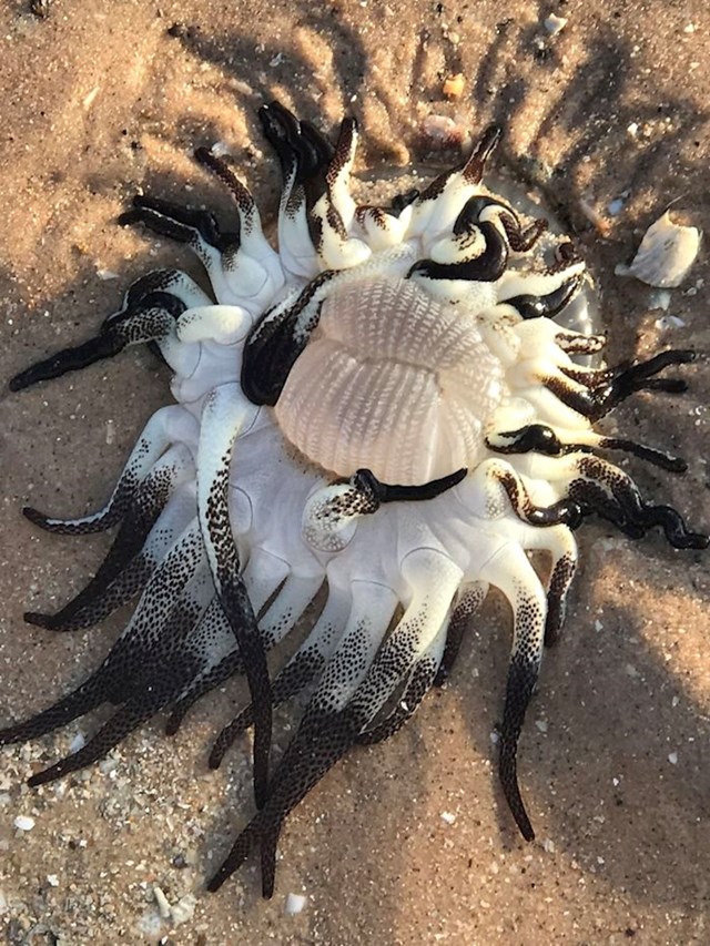 Netko je na plaži pronašao životinju koja izgleda kao da nije s ovog planeta. Na raspravama na internetu ljudi su utvrdili da je riječ o moruzgvi Dofleinia armata.