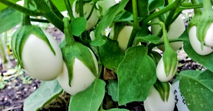 15 fotografija koje mogu prevariti vaš um