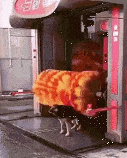 Vlasnik je snimio smiješni trenutak u kojem je njegov pas shvatio da su autopraonice genijalna stvar