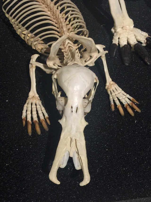 Ovako izgleda kostur čudnovatog kljunaša.