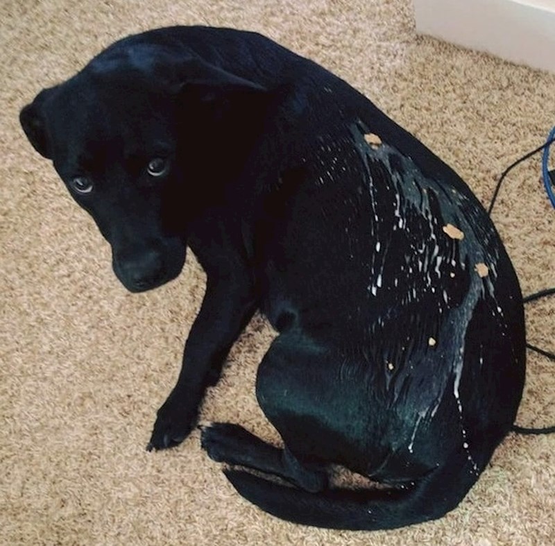 Kad vlasnik prolije pahuljice, a tek si se vratio iz psećeg salona.