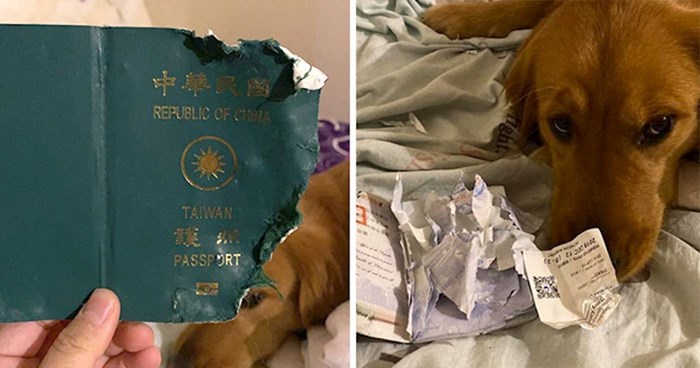 Pas joj je izgrizao putovnicu i spriječio put u zaraženi grad Wuhan