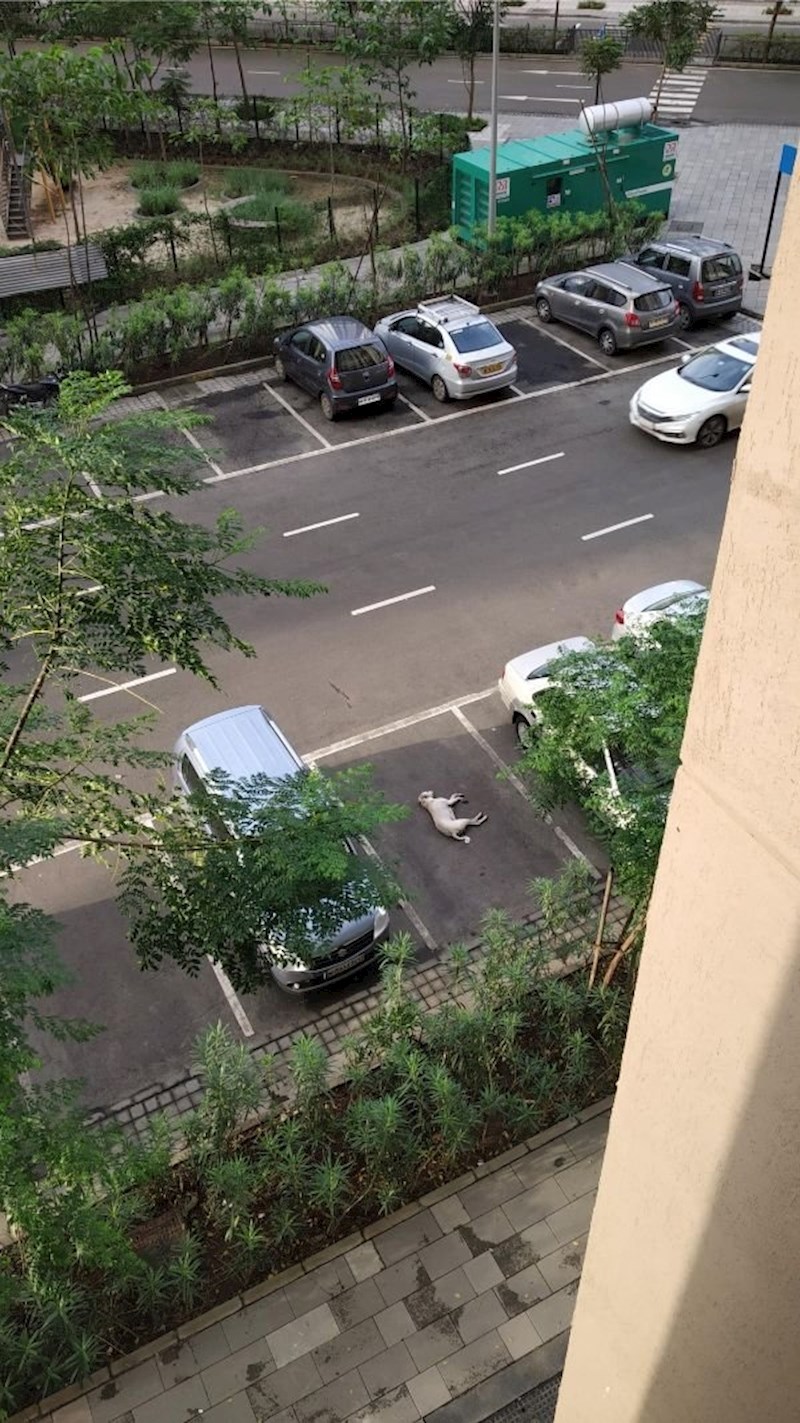 Savršeno parkirani pas