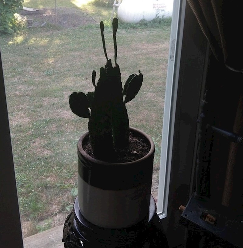 Ovaj kaktus izgleda kao Eugen Kliještić iz Spužve Boba.